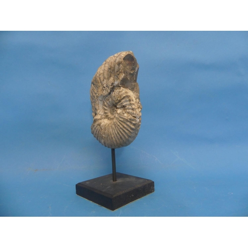 27 - Natural History, Paleontology and Minerals; An Ammonite Fossil, early Cretaceous Period, approx 140 ... 