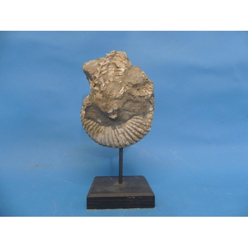27 - Natural History, Paleontology and Minerals; An Ammonite Fossil, early Cretaceous Period, approx 140 ... 