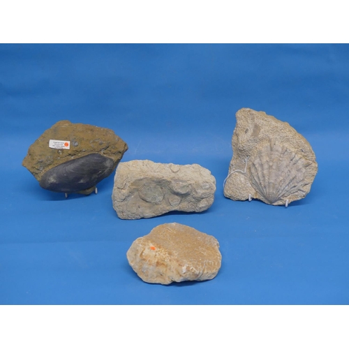 31 - Natural History, Paleontology and Minerals; A Fossil Bivalve, probably early Jurassic Period, approx... 