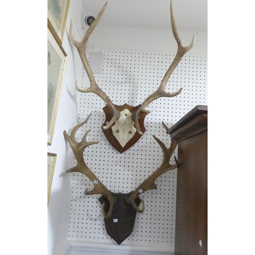 317 - A pair of seven point Antlers, mounted on a shield-shaped oak plaque carved with oak-leaf decoration... 