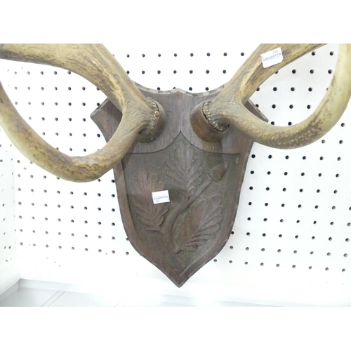 317 - A pair of seven point Antlers, mounted on a shield-shaped oak plaque carved with oak-leaf decoration... 