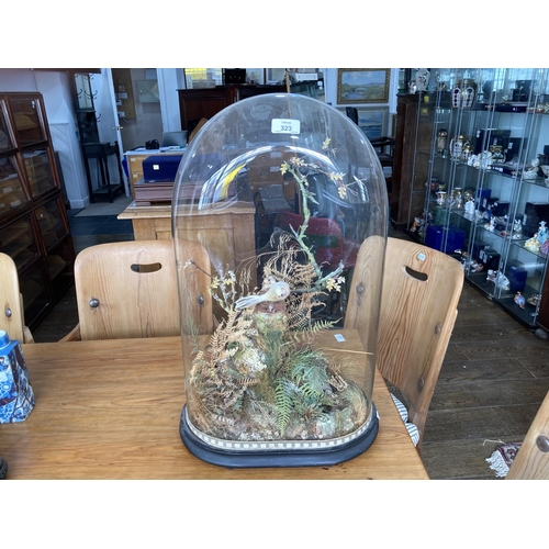 323 - A Victorian glass dome over naturalistic setting,of ferns and grasses, standing on and oval wood bas... 