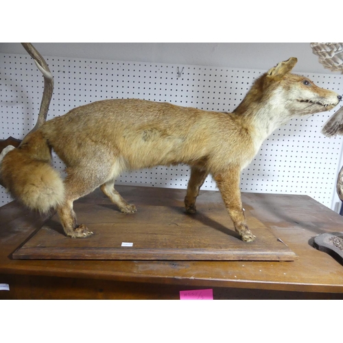 333 - A taxidermy Fox, on wooden base, 26in (66cm) long x 18in (45.5cm) high.