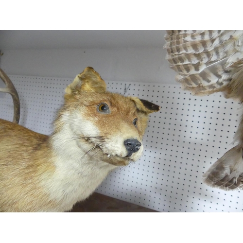 333 - A taxidermy Fox, on wooden base, 26in (66cm) long x 18in (45.5cm) high.