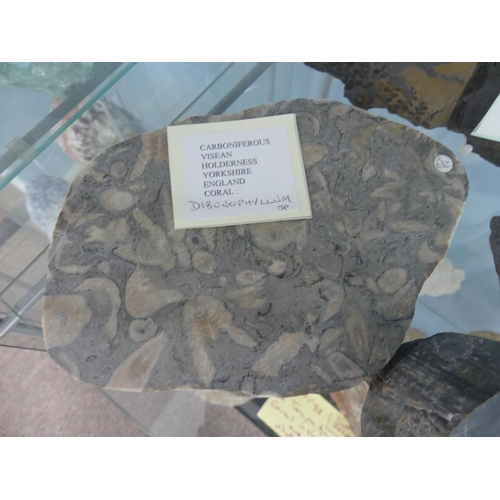 37 - Natural History, Paleontology and Minerals; A collection of Fossilised Plant and Coral Specimens (10... 