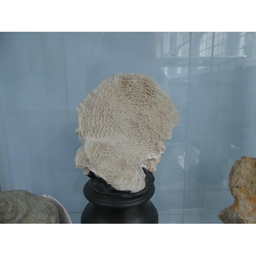 37 - Natural History, Paleontology and Minerals; A collection of Fossilised Plant and Coral Specimens (10... 