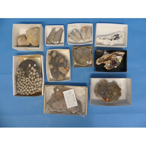 41 - Natural History, Paleontology and Minerals; A collection of Agatised Coral Specimens, various geolog... 