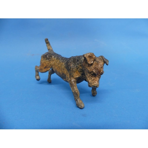 413 - A late 19th century Austrian cold-painted bronze Terrier Dog, 4¾in (12cm) long.