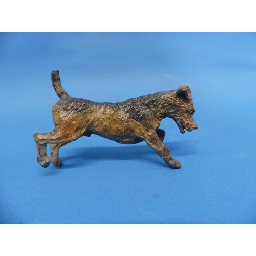 413 - A late 19th century Austrian cold-painted bronze Terrier Dog, 4¾in (12cm) long.