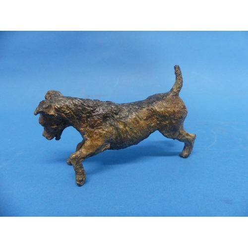 413 - A late 19th century Austrian cold-painted bronze Terrier Dog, 4¾in (12cm) long.