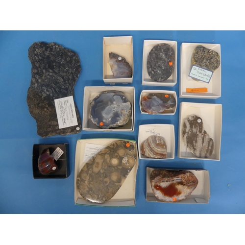 42 - Natural History, Paleontology and Minerals; A collection of Agatised Coral Specimens, various geolog... 