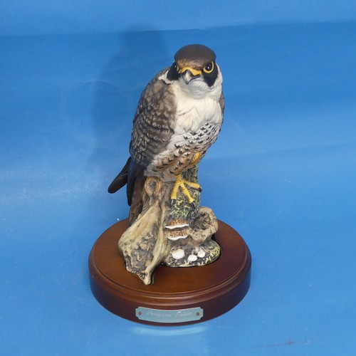 142 - A Royal Doulton limited edition model of a Peregrine Falcon, raised on fitted Plinth, 434/2500, fact... 