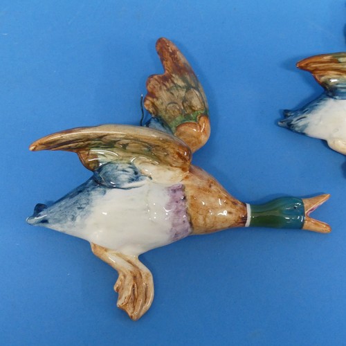 147 - A set of two graduated Beswick Flying Ducks, modelled as mallards, factory marks to base (2)... 