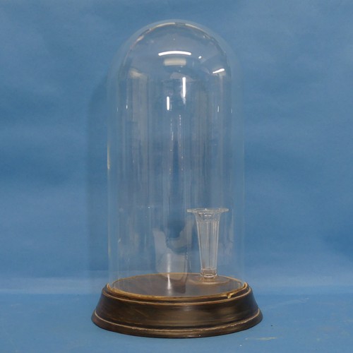 446 - A Glass Dome with turned wood base, overall H 30cm x Diam.16cm.