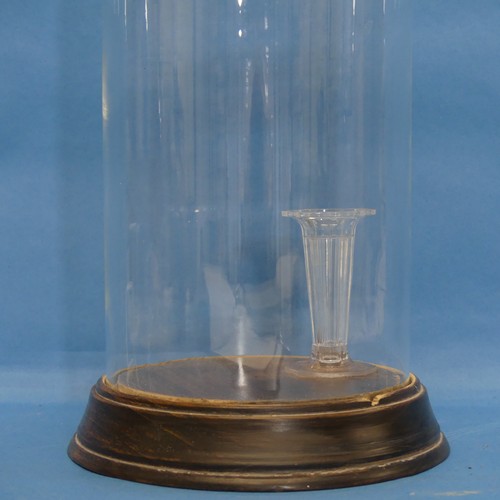 446 - A Glass Dome with turned wood base, overall H 30cm x Diam.16cm.