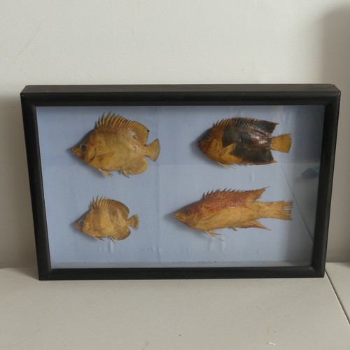 137 - Two 19thC cased sets of tropical fish samples, taxidermy and natural history interest, each case con... 