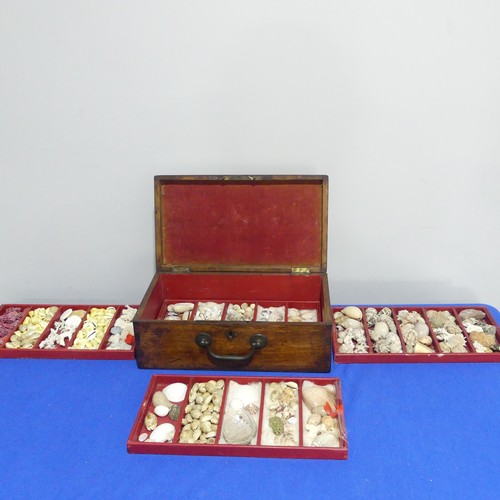 415 - An oak Chest with shell collection, the hinged lid opening to reveal five trays of shells, various s... 