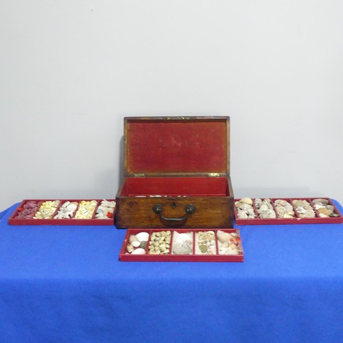 415 - An oak Chest with shell collection, the hinged lid opening to reveal five trays of shells, various s... 