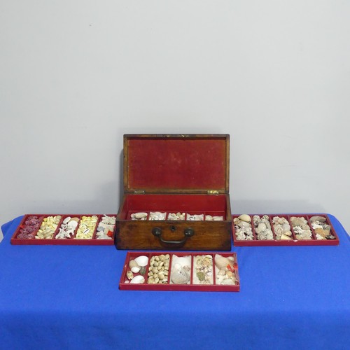 415 - An oak Chest with shell collection, the hinged lid opening to reveal five trays of shells, various s... 