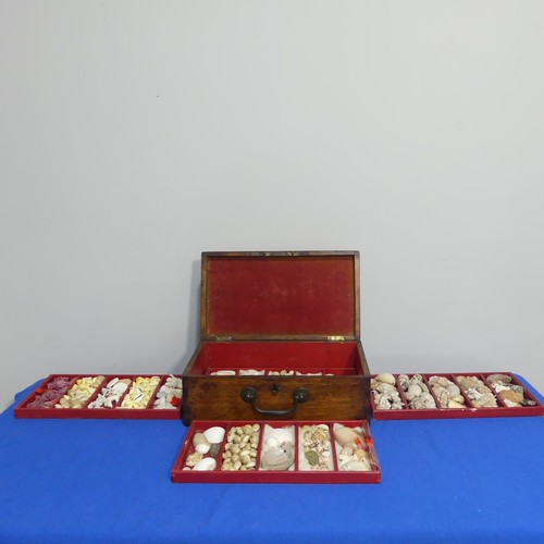 415 - An oak Chest with shell collection, the hinged lid opening to reveal five trays of shells, various s... 