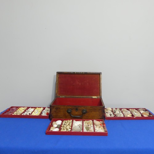 415 - An oak Chest with shell collection, the hinged lid opening to reveal five trays of shells, various s... 