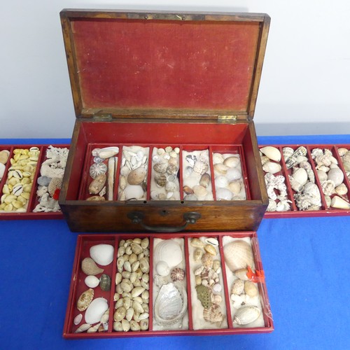 415 - An oak Chest with shell collection, the hinged lid opening to reveal five trays of shells, various s... 