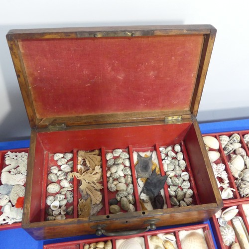 415 - An oak Chest with shell collection, the hinged lid opening to reveal five trays of shells, various s... 