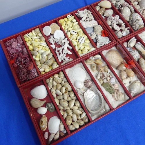 415 - An oak Chest with shell collection, the hinged lid opening to reveal five trays of shells, various s... 