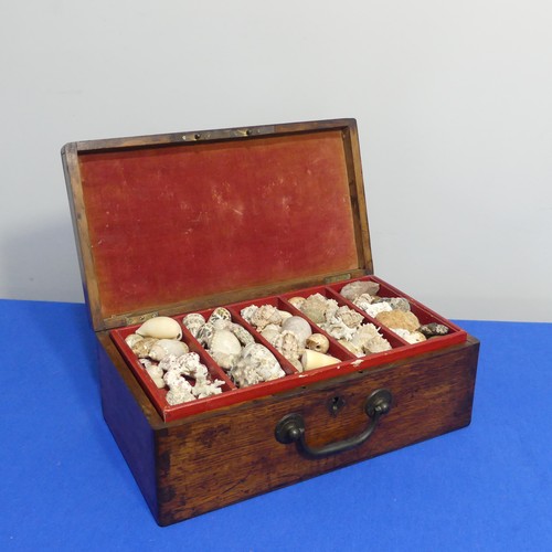 415 - An oak Chest with shell collection, the hinged lid opening to reveal five trays of shells, various s... 