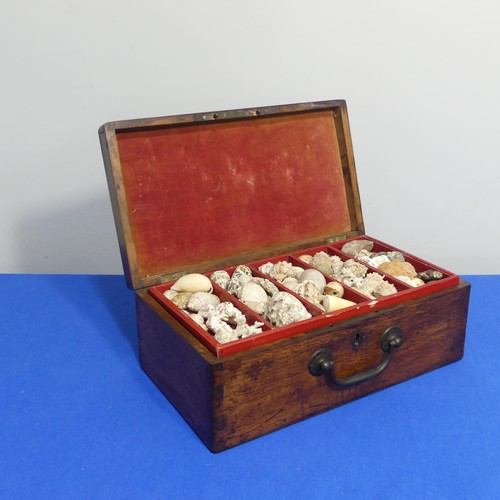 415 - An oak Chest with shell collection, the hinged lid opening to reveal five trays of shells, various s... 