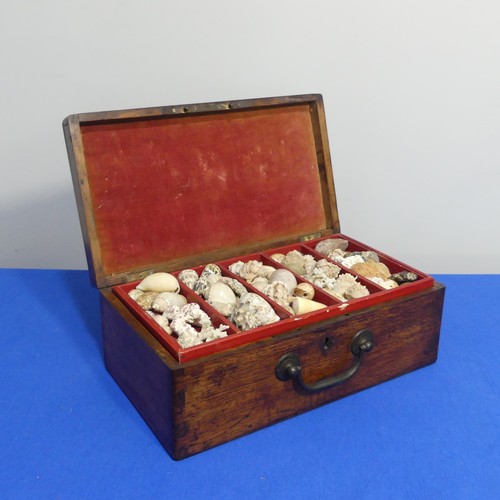 415 - An oak Chest with shell collection, the hinged lid opening to reveal five trays of shells, various s... 