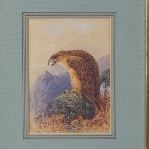 168 - Charles Edward Brittan (British, 1837-1888), Golden Eagle, watercolour, signed 