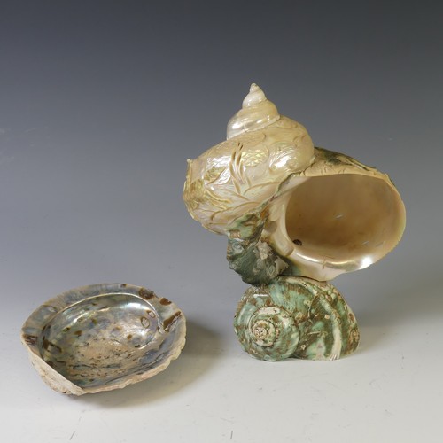 392 - A relief carved cameo Conch Shell, decorated with stylised horses in a landscape, 23cm high, togethe... 