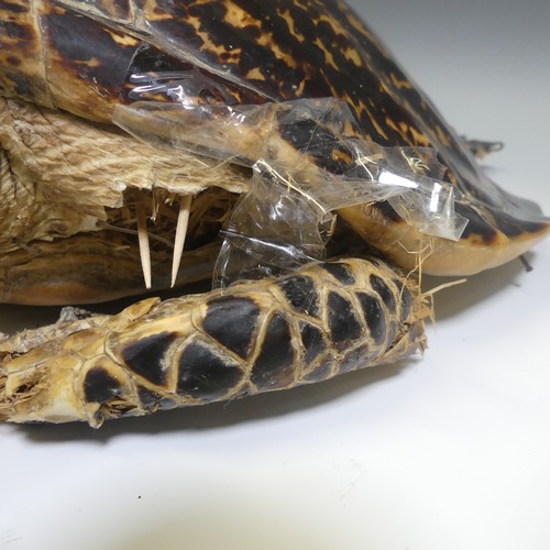 360 - Taxidermy; two late 19thC taxidermy Turtles, both stuffed with straw, one 50cm long, the other 46cm ... 