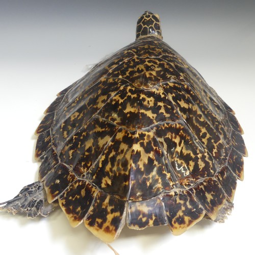 360 - Taxidermy; two late 19thC taxidermy Turtles, both stuffed with straw, one 50cm long, the other 46cm ... 