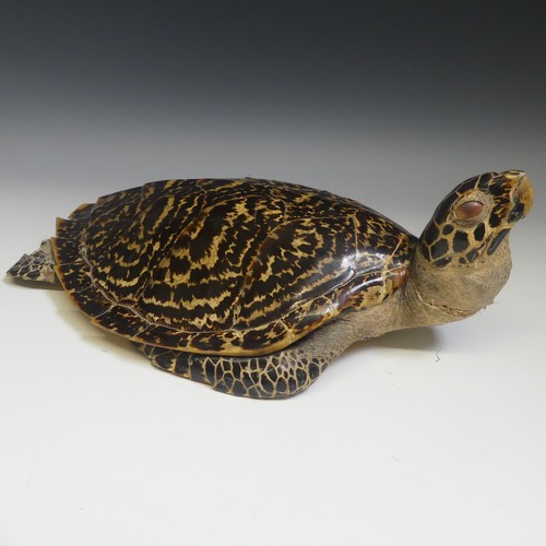 360 - Taxidermy; two late 19thC taxidermy Turtles, both stuffed with straw, one 50cm long, the other 46cm ... 