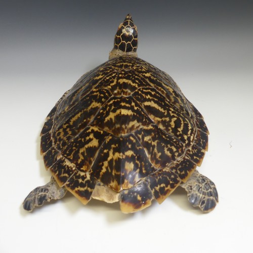 360 - Taxidermy; two late 19thC taxidermy Turtles, both stuffed with straw, one 50cm long, the other 46cm ... 