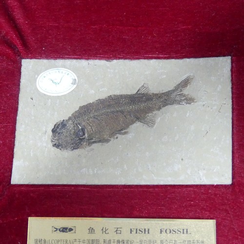 361 - A Chinese fossilised fish in presentation case, with plaque inscribed in Chinese and English “Fish f... 