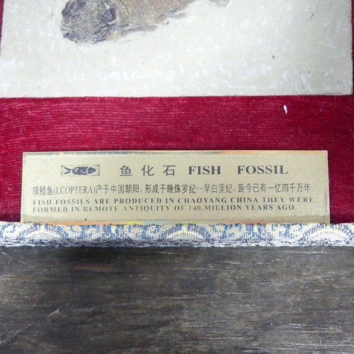 361 - A Chinese fossilised fish in presentation case, with plaque inscribed in Chinese and English “Fish f... 