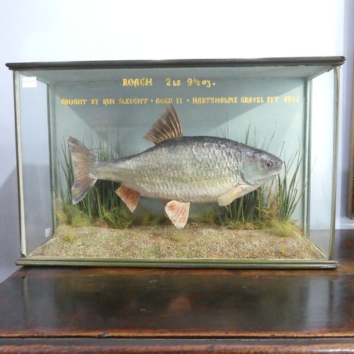 A taxidermy Roach in reeds and grasses, inscribed "Roach 2lbs 9½oz. Caught by Ian Sleight. Aged 11. Hartsholme Gravel Pit. 1972.", set in glazed flat front case, W 53cm x H 33cm x D 16cm.