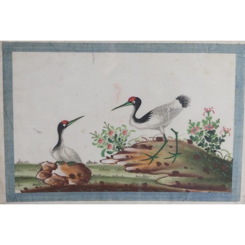 135 - A set of four Chinese Export paintings of Birds, Qing Dynasty, 19th century, on pith paper, each ima... 