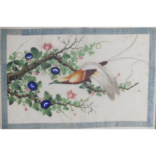 135 - A set of four Chinese Export paintings of Birds, Qing Dynasty, 19th century, on pith paper, each ima... 