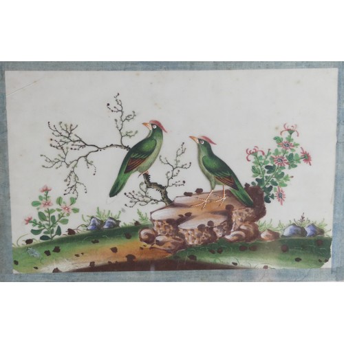 135 - A set of four Chinese Export paintings of Birds, Qing Dynasty, 19th century, on pith paper, each ima... 