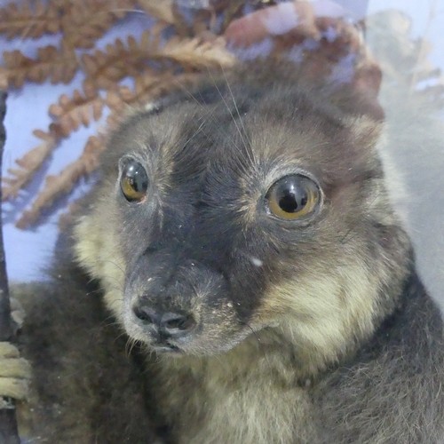 347 - Taxidermy: a Lemur, ex. Madagascar,  circa 1889, by C. Helstrip, York, in a naturalistic setting, ag... 