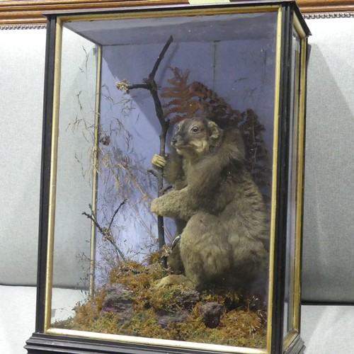 347 - Taxidermy: a Lemur, ex. Madagascar,  circa 1889, by C. Helstrip, York, in a naturalistic setting, ag... 