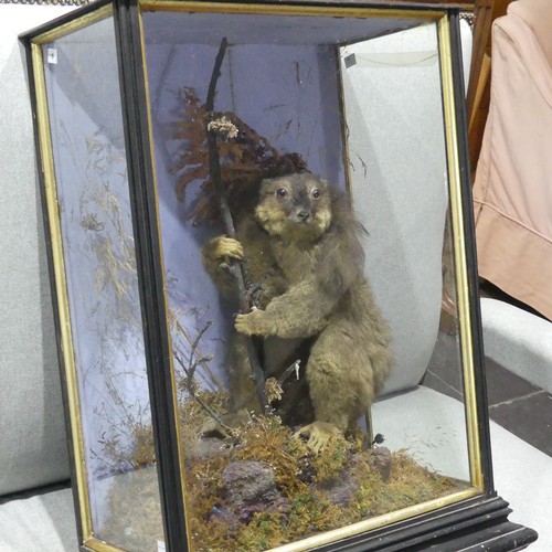 347 - Taxidermy: a Lemur, ex. Madagascar,  circa 1889, by C. Helstrip, York, in a naturalistic setting, ag... 