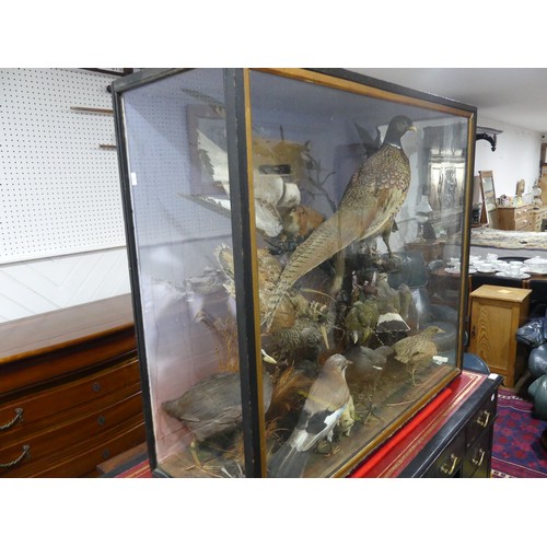 348 - Taxidermy: a 19thC large cased display of British Birds and Wildlife, including pheasant, green wood... 