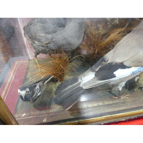 348 - Taxidermy: a 19thC large cased display of British Birds and Wildlife, including pheasant, green wood... 