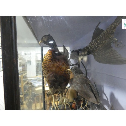 348 - Taxidermy: a 19thC large cased display of British Birds and Wildlife, including pheasant, green wood... 