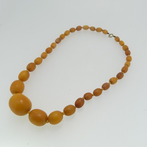 66 - A graduated row of butterscotch Amber Beads, individually knotted on yellow thread, bolt ring clasp,... 